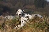 DALMATIEN 413